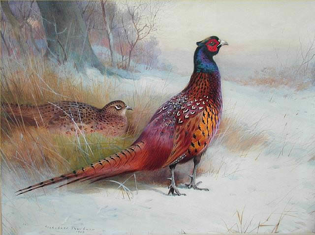 Archibald Thorburn Old English Pheasant